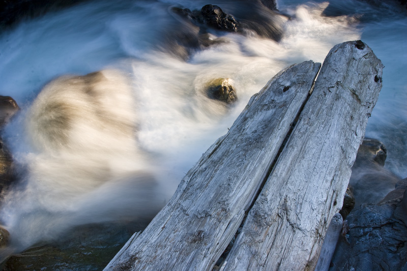 Dead Tree Overhanging The Snoqualmie River